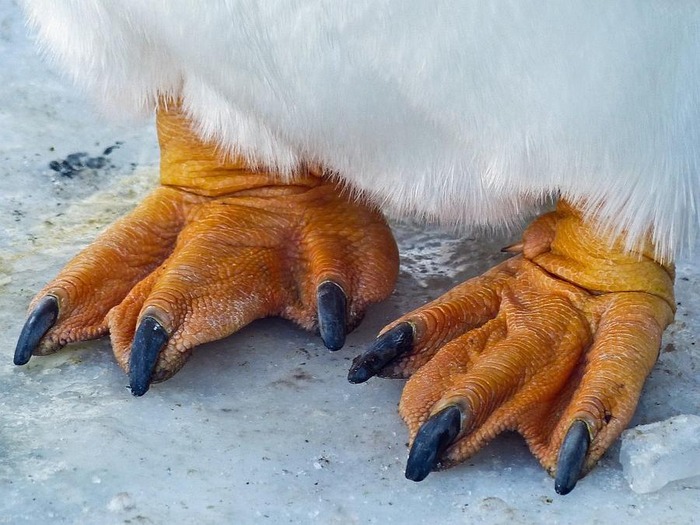 涼しそうなペンギン画像 