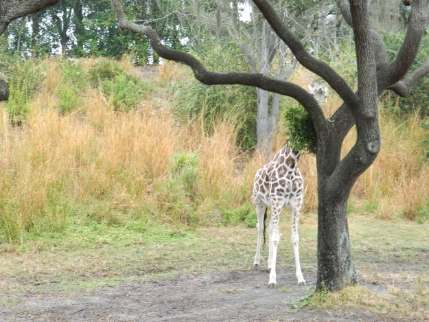 かくれんぼする動物が可愛すぎる写真