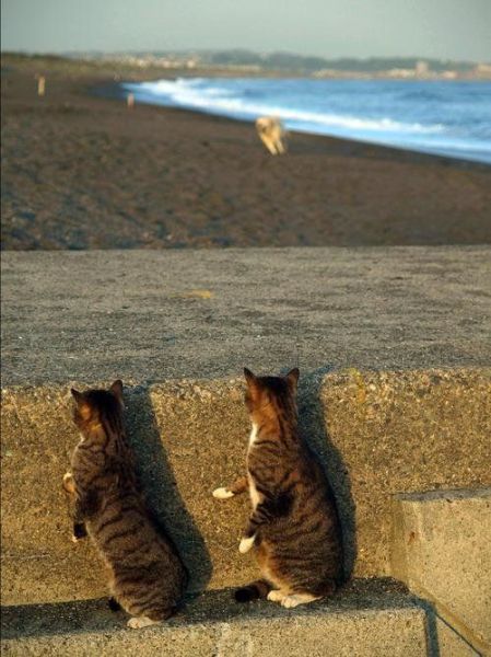 本当は仲良し？犬と猫が喧嘩している写真