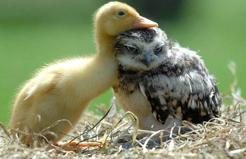 違う種類の動物が仲よくしている可愛い写真