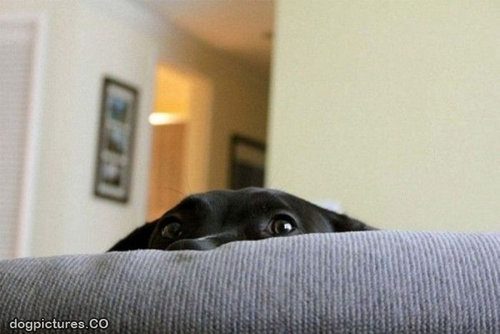 犬さんは、隠れるのが苦手！！と実感する写真