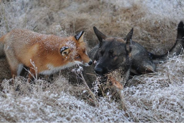 キツネと遊び友達の猟犬が仲良しの写真