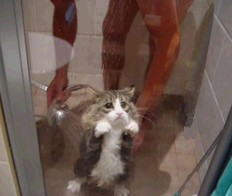 カッコイイポーズをとる動物の写真