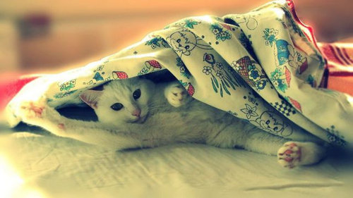 「かくれんぼ」している動物たちの可愛い写真