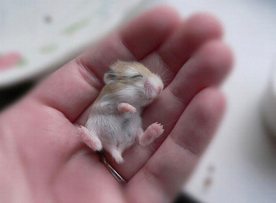 可愛すぎる動物の赤ちゃんの画像