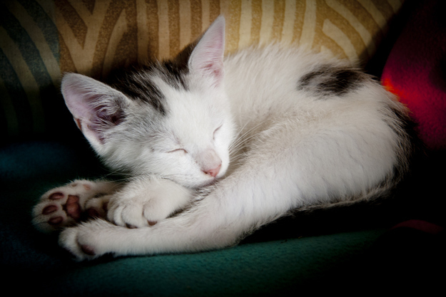 見るとやる気がなくなっていく眠る猫の画像