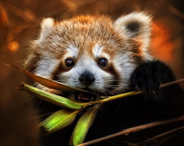 心も癒される動物の写真