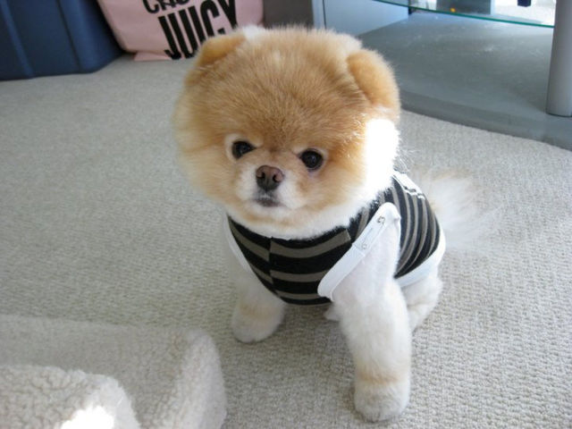 世界一可愛い子犬のBoo