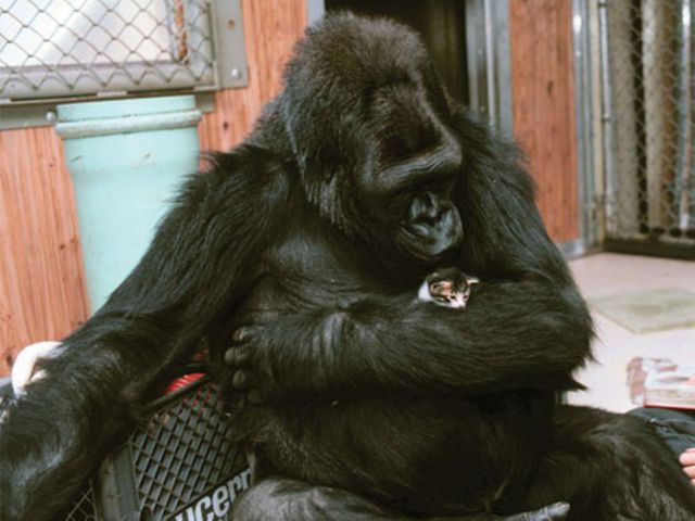 とても仲良しな動物たちの写真