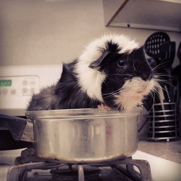 可愛すぎて一緒に笑っちゃう動物たちの写真