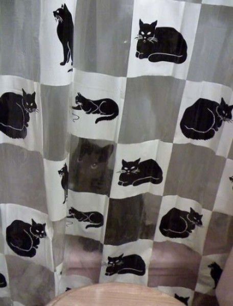 猫や犬の視線を感じる画像