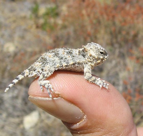 手乗り動物や虫たちが可愛い写真
