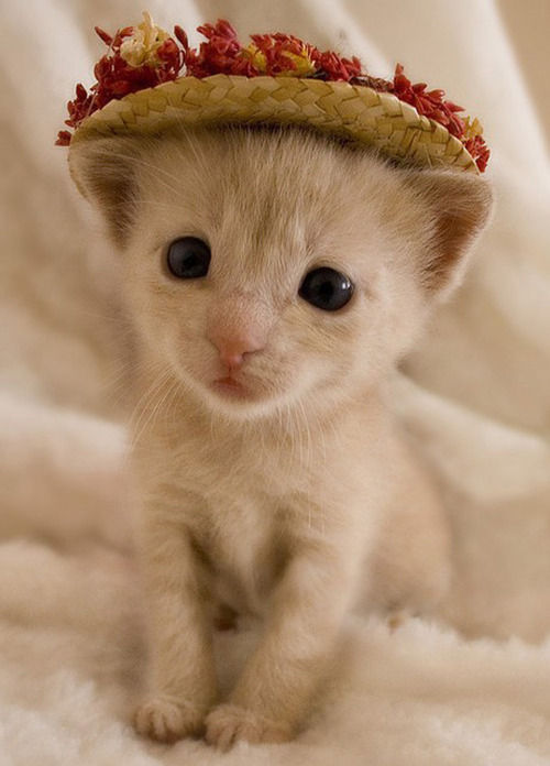 コスプレが似合いすぎるオシャレ犬・猫の写真
