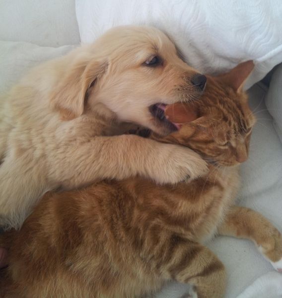 たまらないほど可愛い動物の写真