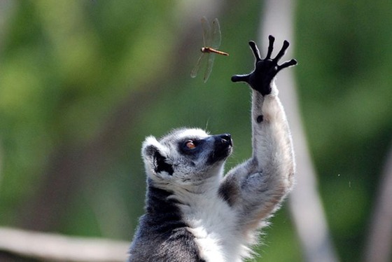 良くこんな画像を撮影したなという動物の写真