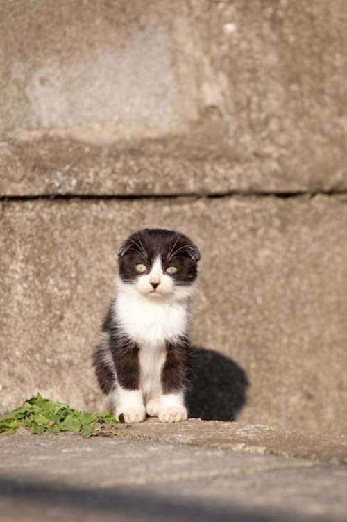 福岡にあった猫の島の写真
