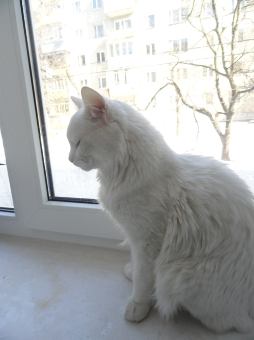 本当に可愛すぎる猫の画像