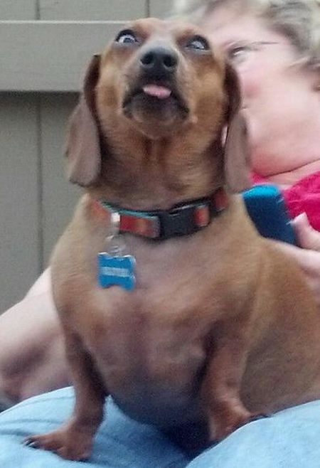 変顔や変な格好した犬の写真