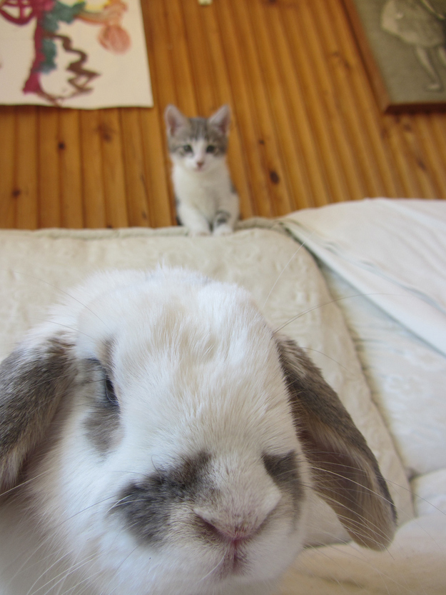 写真に写りたくてしょうがない動物たち