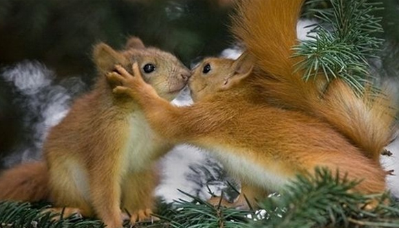 動物たちがキスする写真