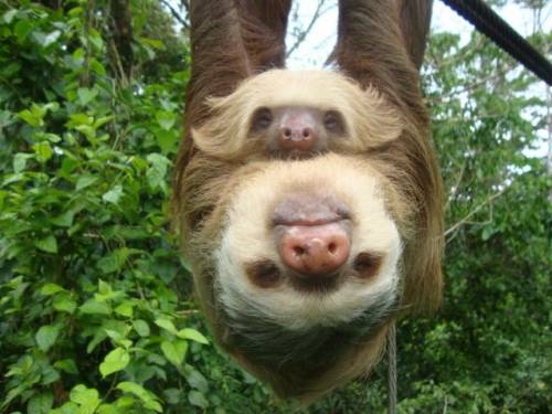 癒される可愛い動物たちの写真
