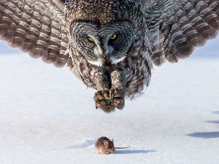 美しい野生の生き物の写真
