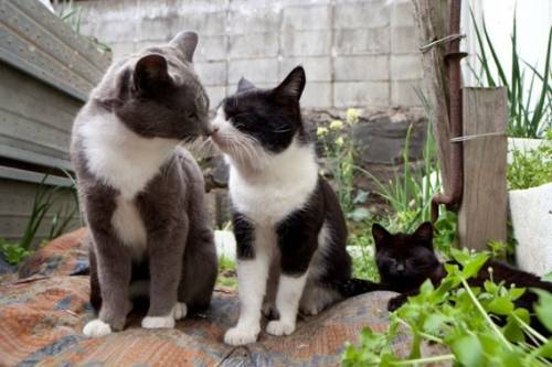 福岡にあった猫の島の写真