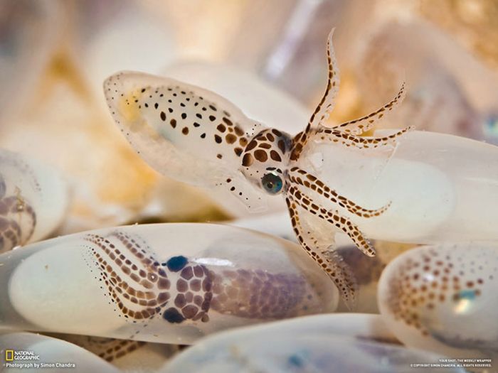 野生の生き物が本当に美しすぎた写真