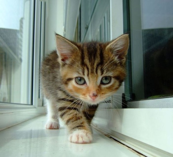 あまりの可愛さに驚くかわいい子猫の画像