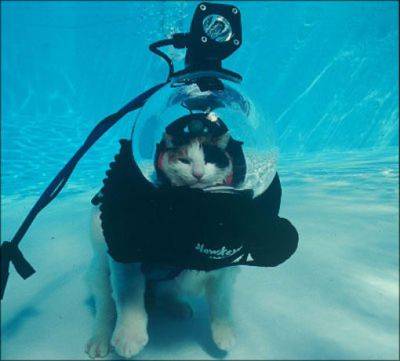 猫は実は泳げる事が判明した写真