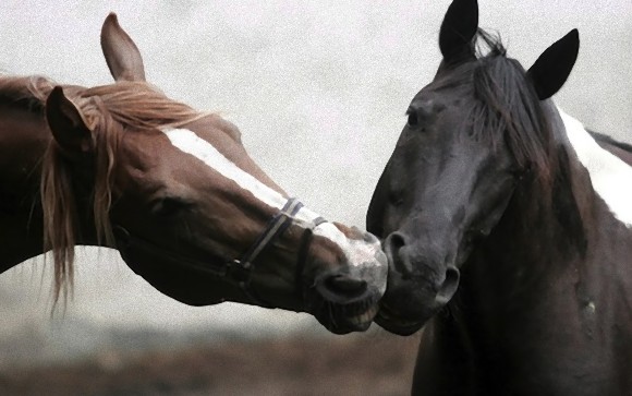 動物たちがキスする写真