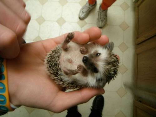 かわいい動物画像たちの画像
