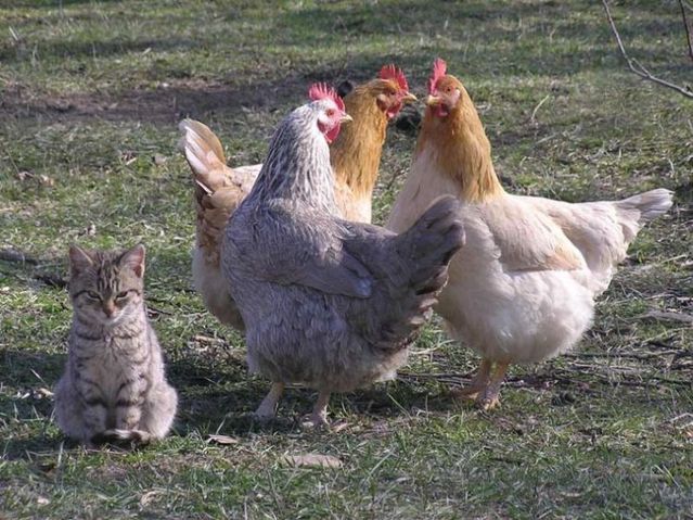 可愛い動物たちの画像が集まった写真