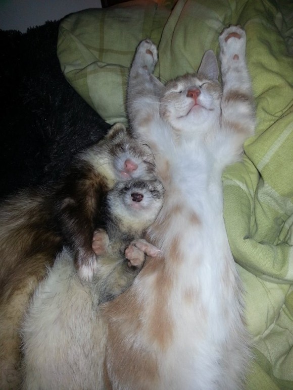 フェレットを多頭飼いしている飼い主が路上でさまよっている子猫を招き入れたらこうなった。
