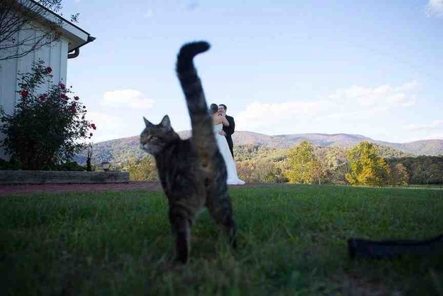 写真に写りたくてしょうがない動物たち