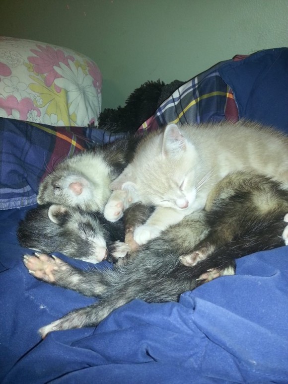 フェレットを多頭飼いしている飼い主が路上でさまよっている子猫を招き入れたらこうなった。