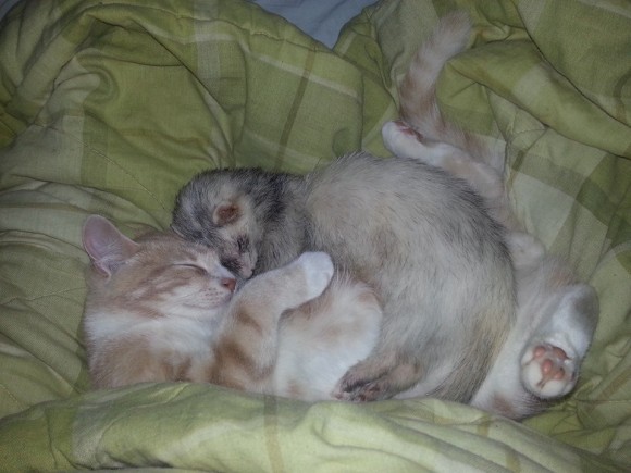 フェレットを多頭飼いしている飼い主が路上でさまよっている子猫を招き入れたらこうなった。