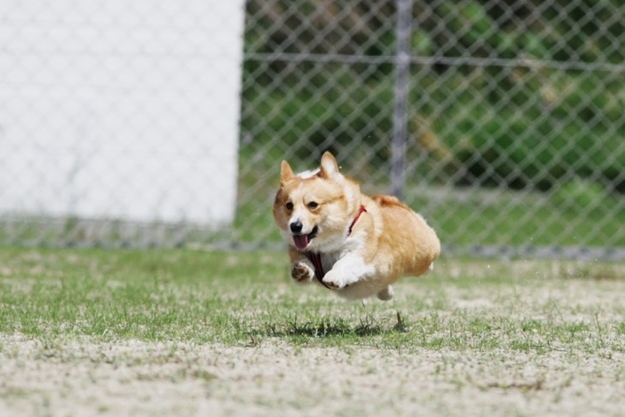 幸せそうな犬の笑顔