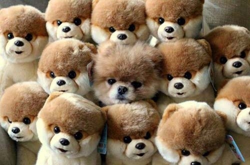 隠れるのが上手すぎる可愛い動物の画像