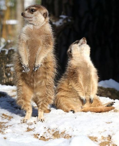 動物たちの可愛すぎる画像