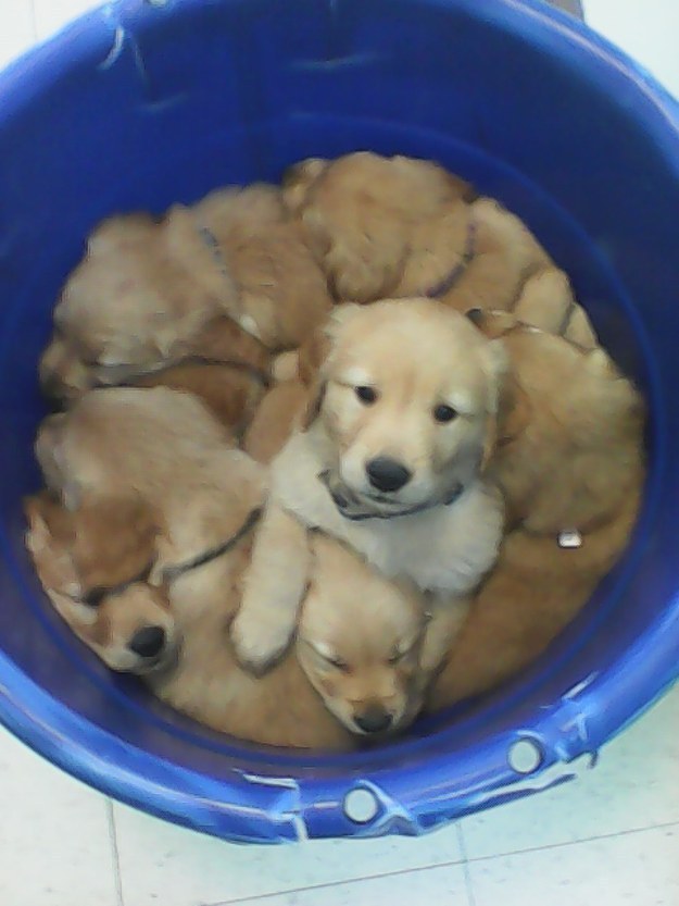 子犬のいっぱい詰まった夢のあるいれもの 