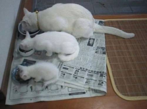 可愛い動物画像