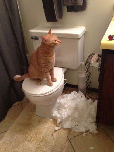 犬や猫たちの困ったいたずら写真