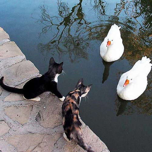 猫に狙われた完全ロックオンされた写真