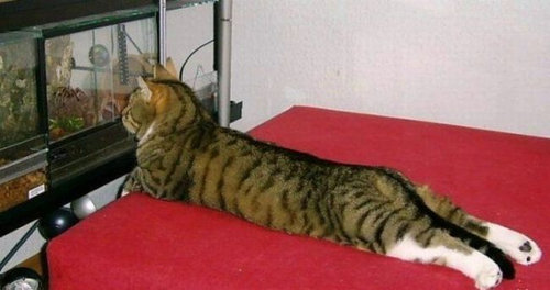 猫に狙われた完全ロックオンされた写真