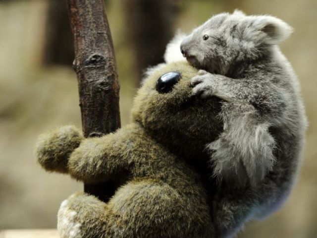 とてもキュートで可愛い動物の写真