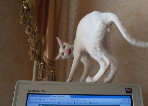 とにかく魅力的な猫の写真