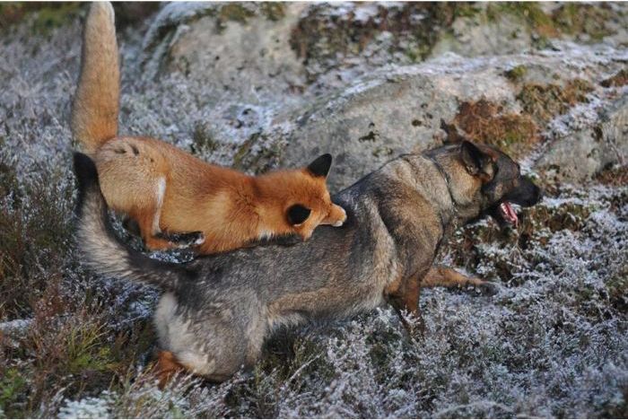 キツネと遊び友達の猟犬が仲良しの写真