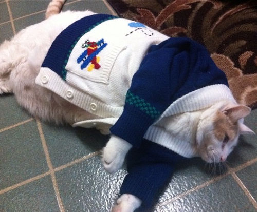 コスプレが似合いすぎるオシャレ犬・猫の写真