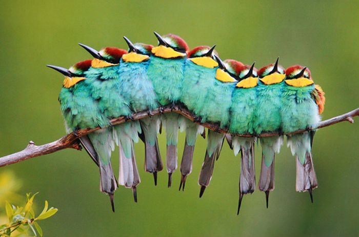 美しい野生の生き物の写真
